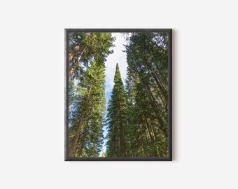 Breckenridge Wilderness: Tranquil Tree Photography, Emerald Haven, Nature Photography Print