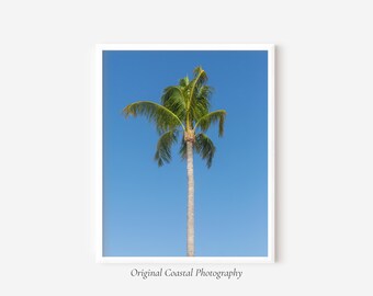 Sarasota Palm Tree Print – Blue Sky Coastal Photography