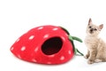 Felt Cat Cave -Strawberry Cat Cave - Handmade Felt Pet House - Wool Kitty Bed -   Cocoon - Pet Vessel - Eco-friendly Bed product logo