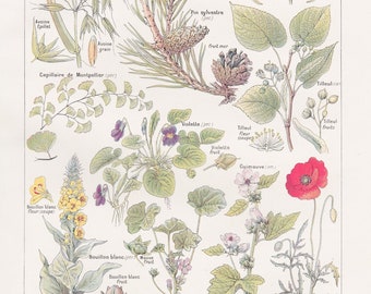 Instant download French Relaxing Plants Vintage print, Botanics, Medicinal plants, Naturopathy, Health and Wellness decor