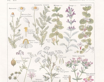 Instant download French Digestive Plants print, Botanics, Medicinal plants, Naturopathy, Health and Wellness decor
