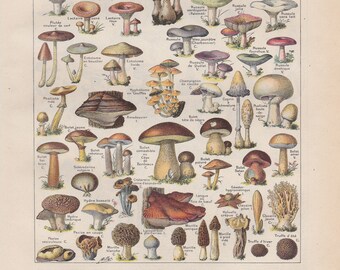 Instant download French Mushrooms Edible and Venenous cuisine decor prints Vegetables and Fruits, Kitchen, Grocery store or market decor