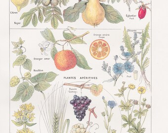 Instant download French Aperitive Plants print, Botanics, Medicinal plants, Naturopathy, Health and Wellness decor