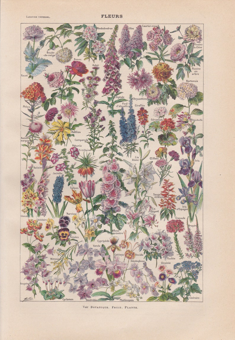 May include: A vintage botanical illustration featuring a variety of flowers, including roses, lilies, tulips, and orchids. The flowers are arranged in a grid pattern and labeled with their French names. The image is printed on a cream-colored paper with a decorative border.