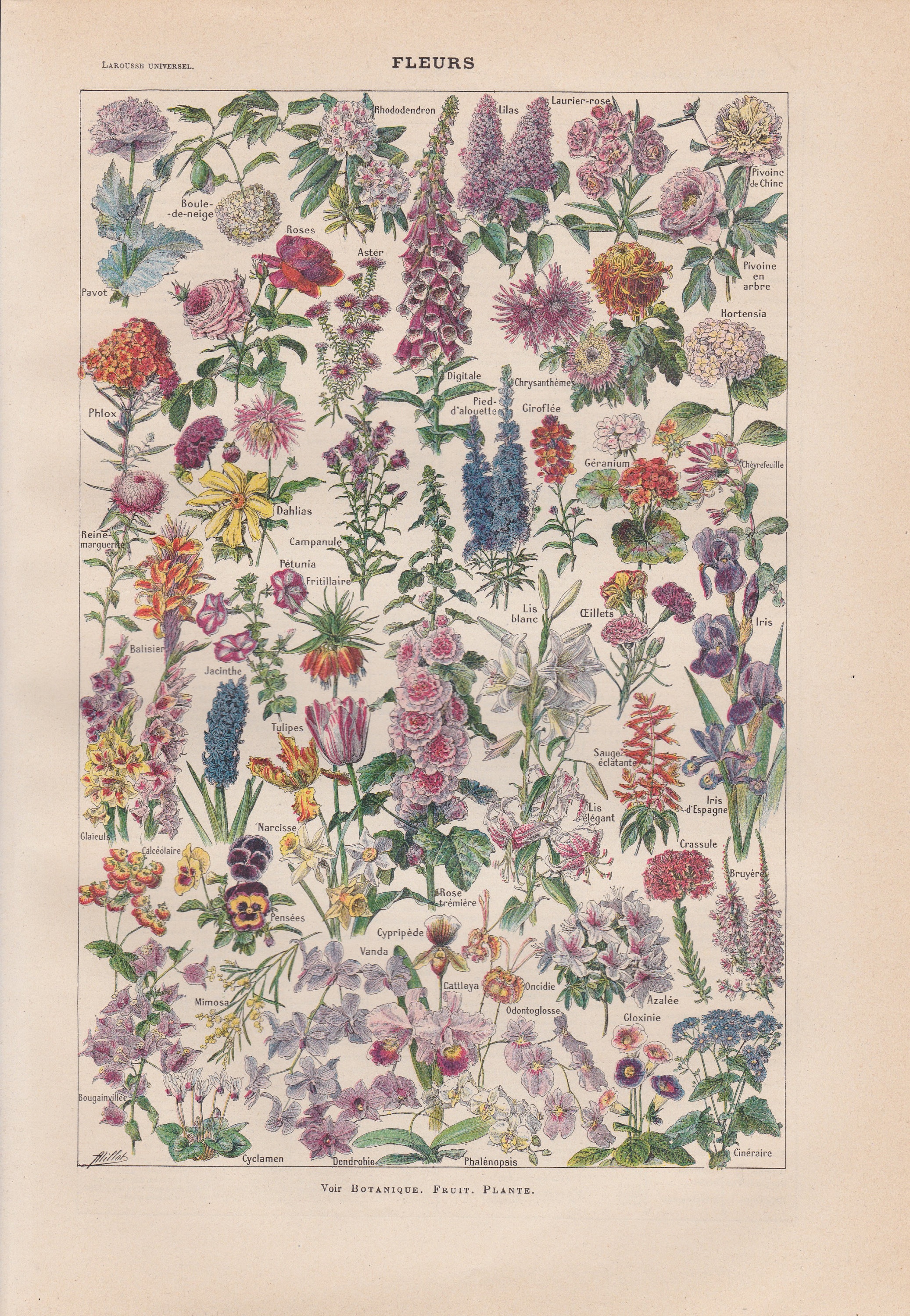 French Flowers Names