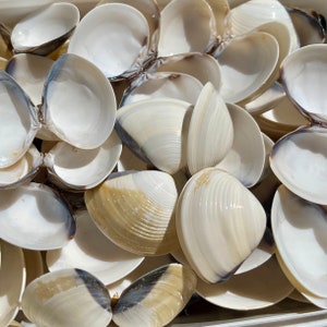 430 gr weiße Muschelschalen, Bilalve Muscheln, Venusmuscheln für dekorative Zwecke