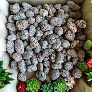Può includere: Primo piano di una scatola piena di pietre di lava grigie e marroni. Le pietre sono lisce e hanno una texture porosa. La scatola è circondata da piccole piante verdi.