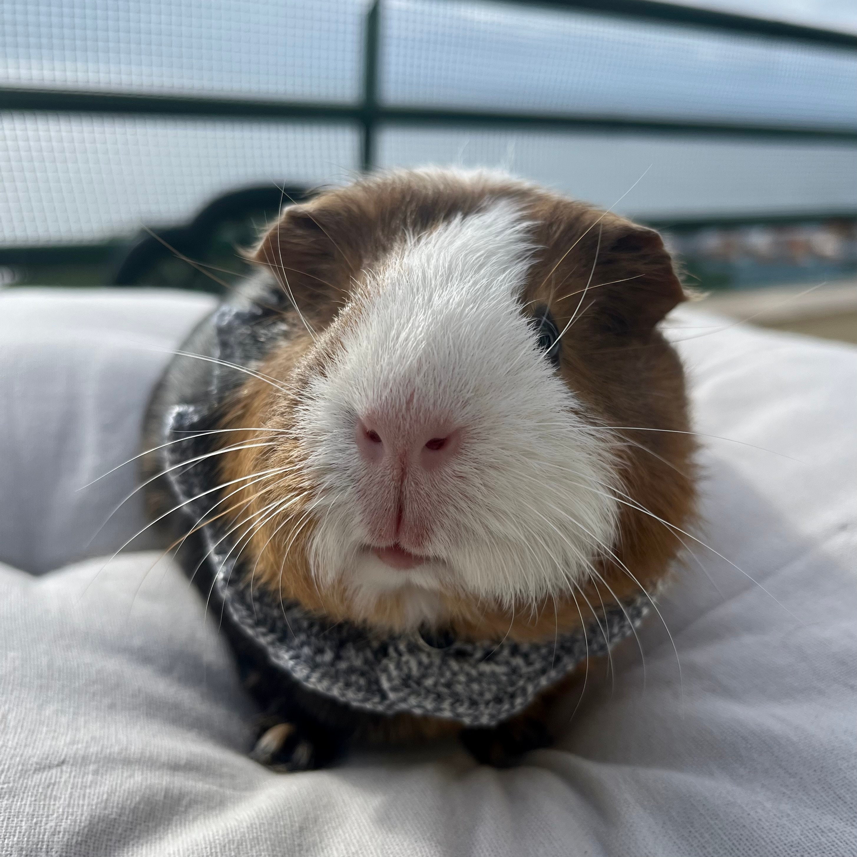 Guinea Pig Collar Etsy