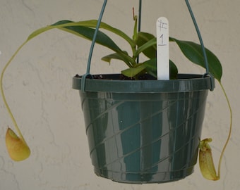 N. Burbidgeae x Sibuyanensis Pitcher Plant Hanging Basket BE-3974