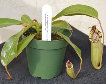 Nepenthes Burbidgeae x ( veitchii x lowii ) Pitcher Plant BE-3993