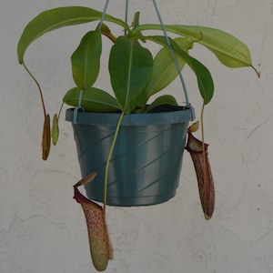 Nepenthes Miranda Pitcher Plant Hanging Basket