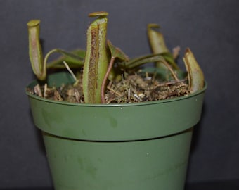 Nepenthes Veitchii x Platychila Planta Jarra BE-3213