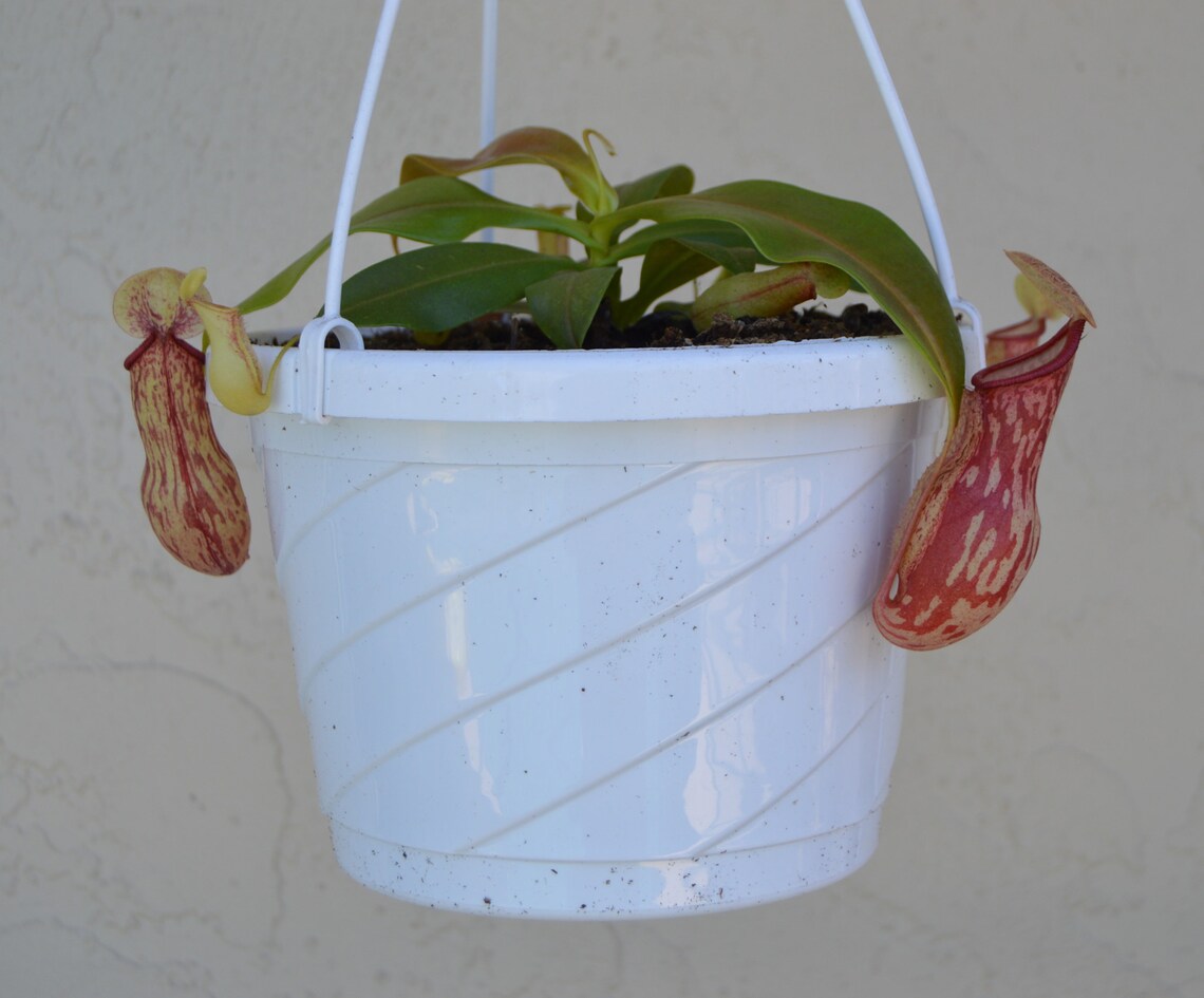 Nepenthes St. Gaya Pitcher Plant Hanging Basket Etsy