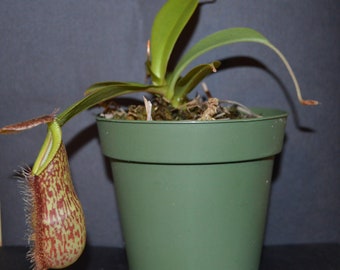 Nepenthes Spathulata x Hamata Hybrid Pitcher Plant BE-3843