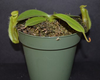 Nepenthes spathulata x platychila BE- 3945