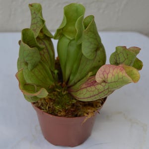 Sarracenia Purpurea Venosa Red (Purple Pitcher Plant) SSP.