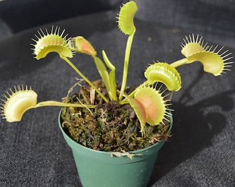 Venus Flytrap King Henry