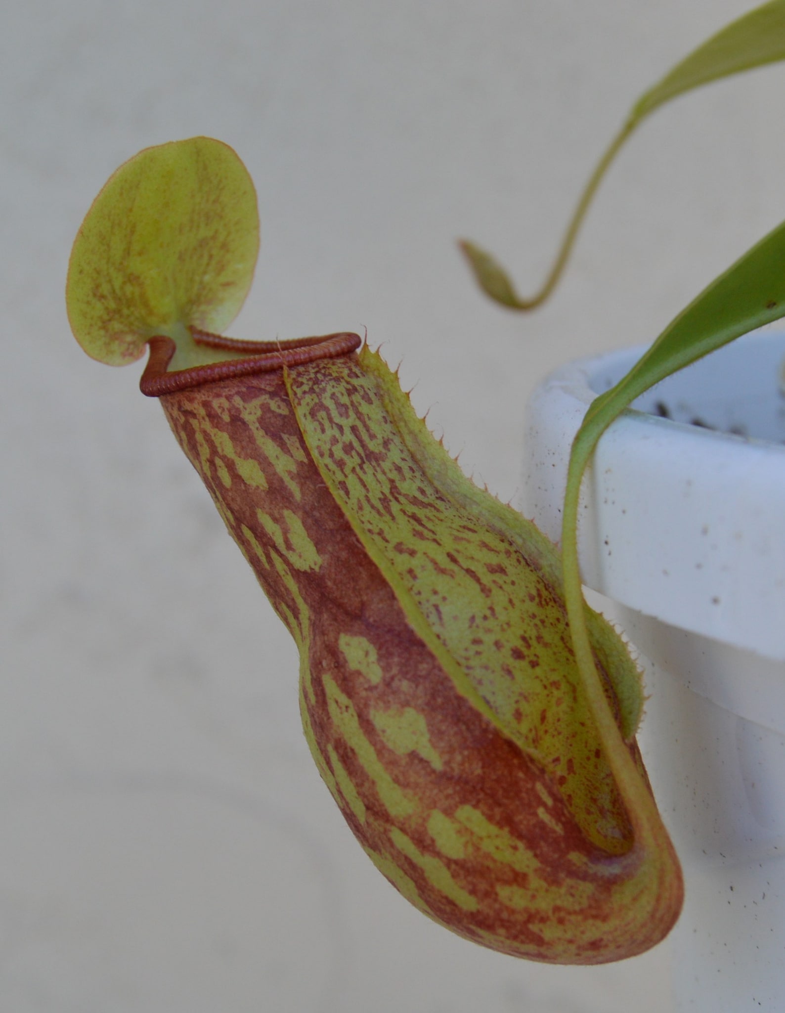 Nepenthes St. Gaya Pitcher Plant Hanging Basket Etsy