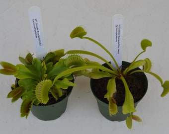 Cultivadores Combo Pack VFT