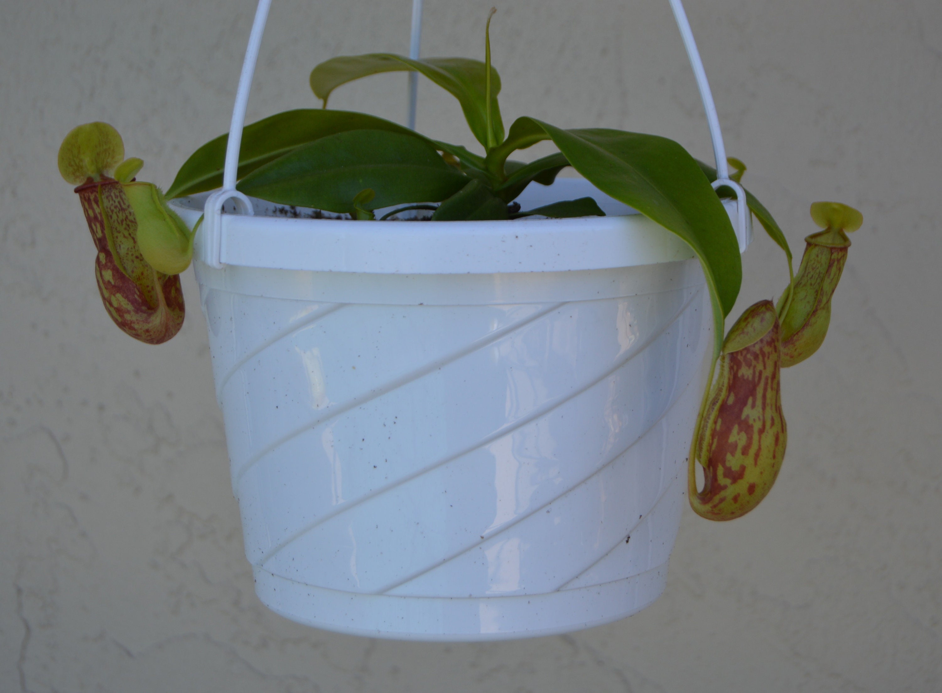 Nepenthes St. Gaya Pitcher Plant Hanging Basket Etsy
