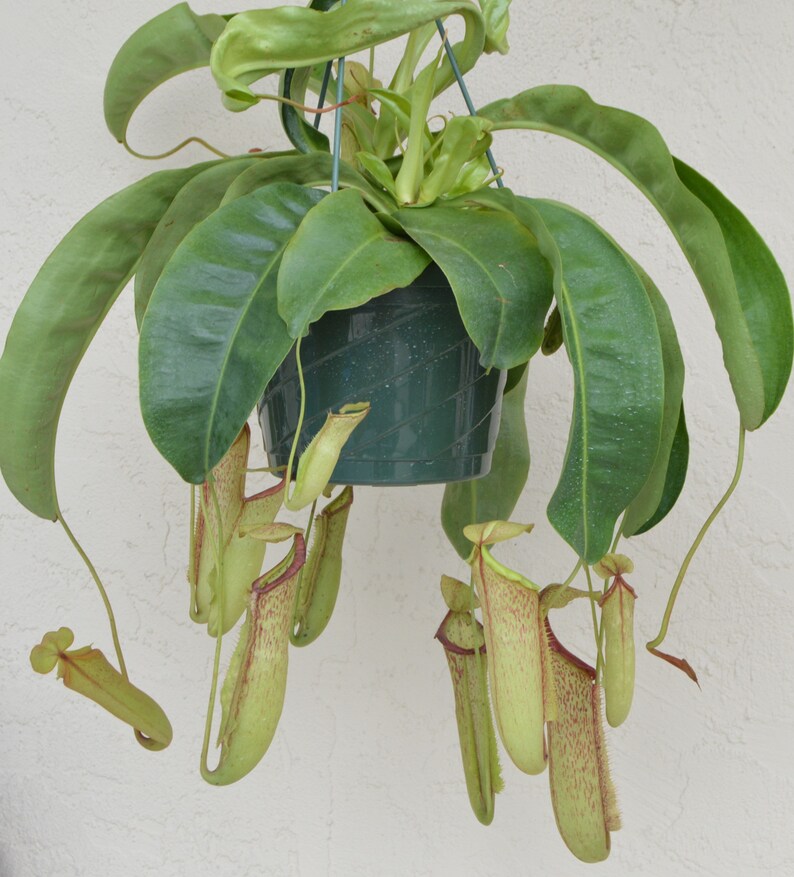 Nepenthes Miranda Pitcher Plant Hanging Basket Extra Large Etsy