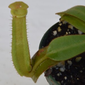 Nepenthes Veitchii Yellow Peristome - Etsy