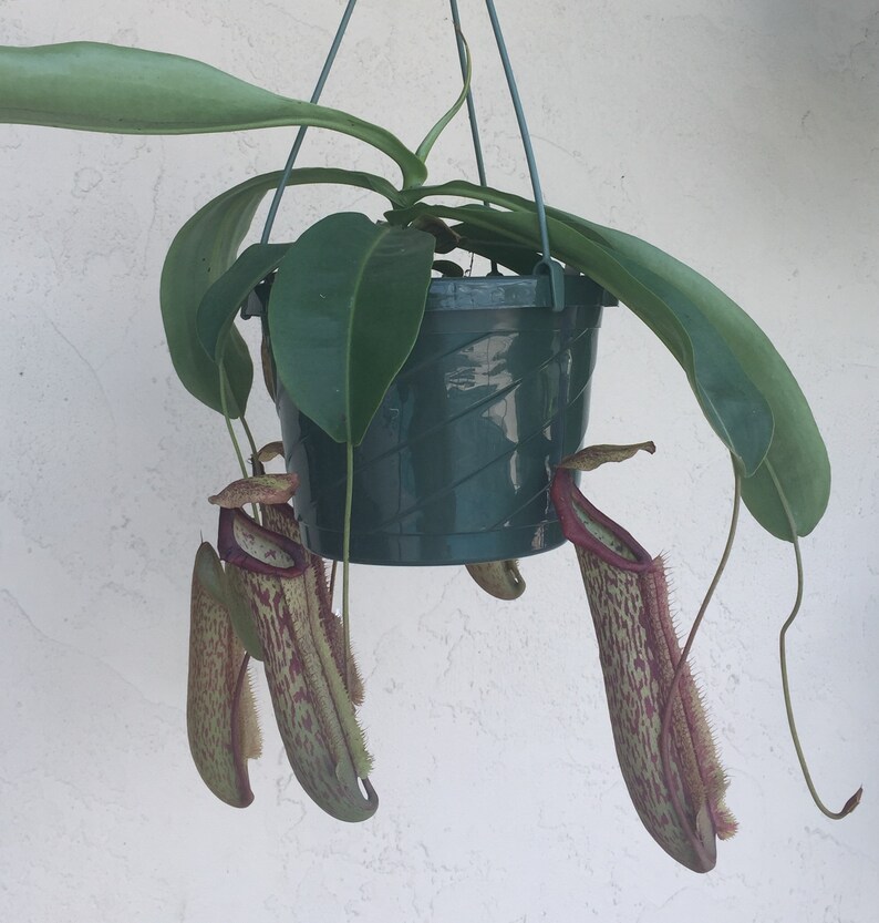 Nepenthes Miranda Pitcher Plant Hanging Basket Large Etsy