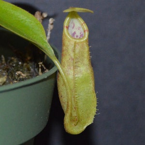 Nepenthes Spathulata x Spectabilis Pitcher Plant BE-3314 image 2