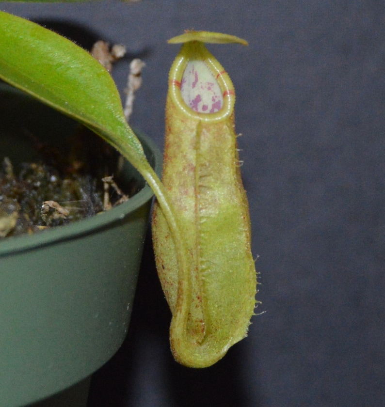 Nepenthes Spathulata x Spectabilis Pitcher Plant BE-3314 image 2