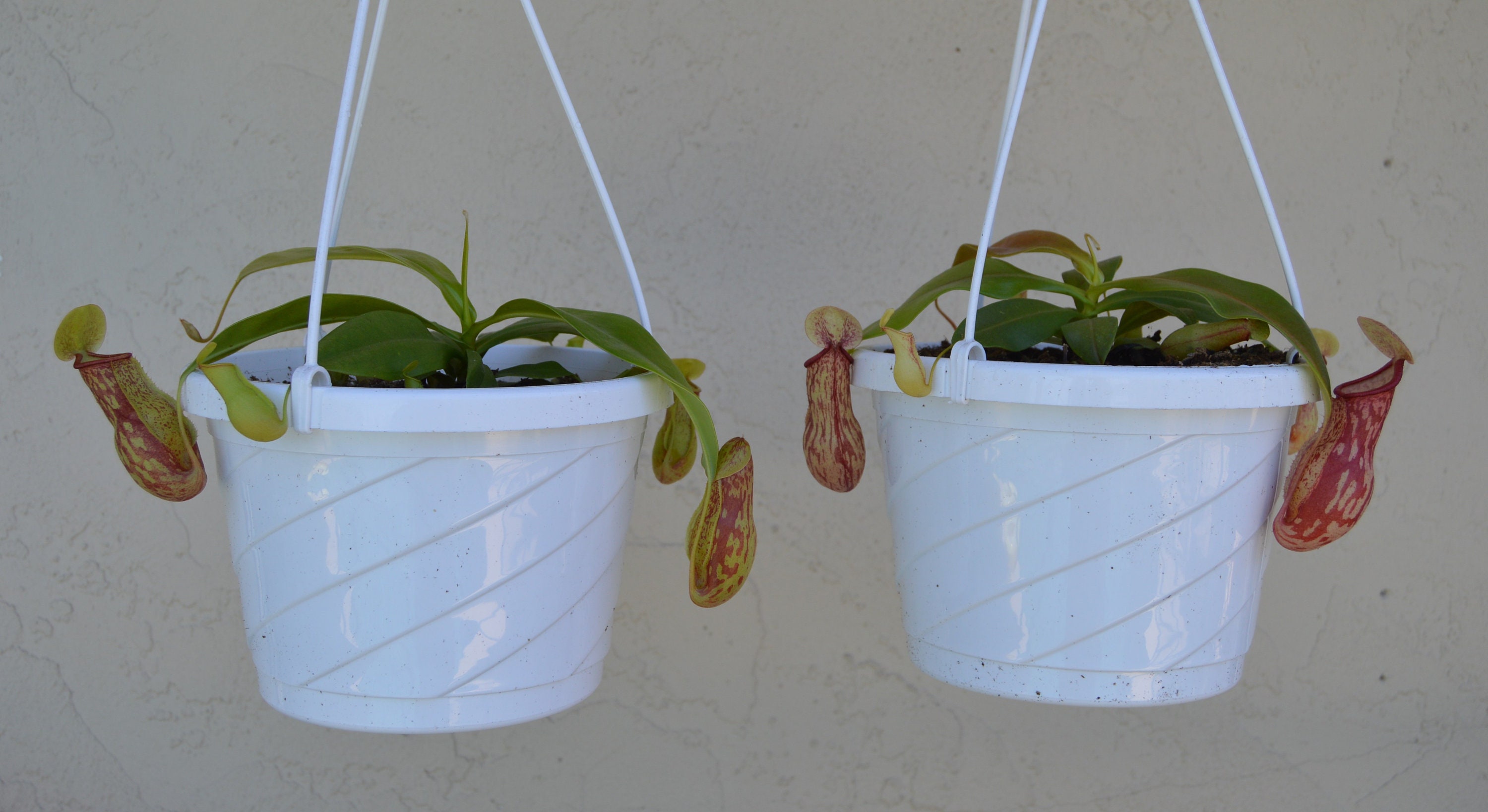 Nepenthes St. Gaya Pitcher Plant Hanging Basket Etsy