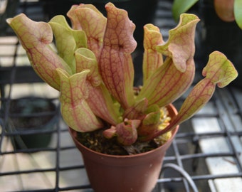 Sarracenia Purpurea Venosa Red (Planta Jarra Púrpura) SSP.