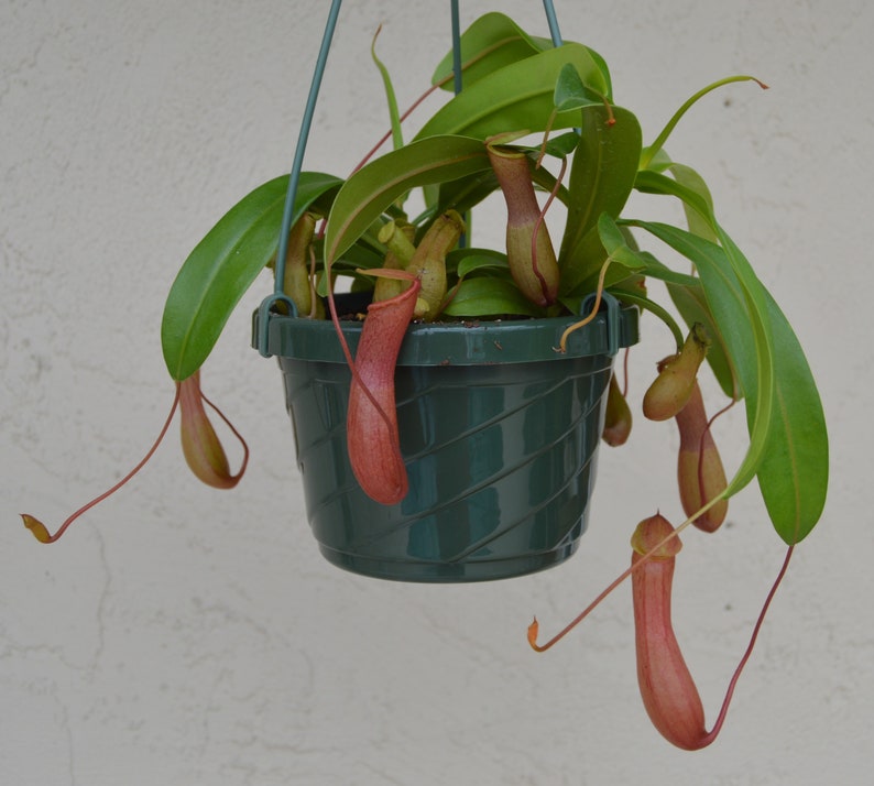Nepenthes Ventricosa Pitcher Plant Hanging Basket Etsy