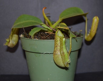 Nepenthes Platychila x Robcantleyi BE-3946