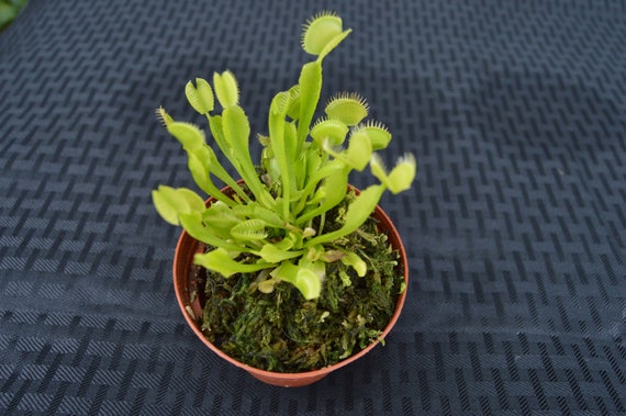 Brand New 40pc Dionaea Muscipula Venus Fly Trap Carnivorous Plant Seeds CA