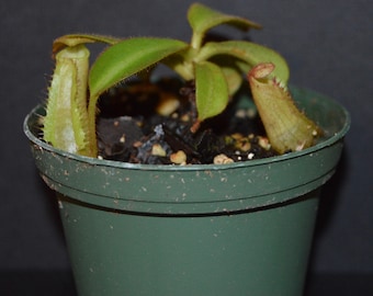 Nepenthes Veitchii & Stenophylla Hybrid