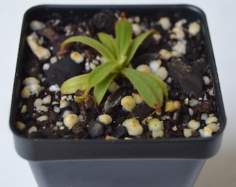 Nepenthes Veitchii ( yellow & striped peristome )