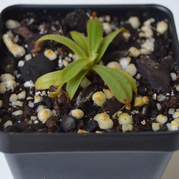 Nepenthes Veitchii ( yellow & striped peristome )