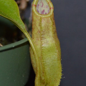 Nepenthes Spathulata x Spectabilis Pitcher Plant BE-3314 image 3