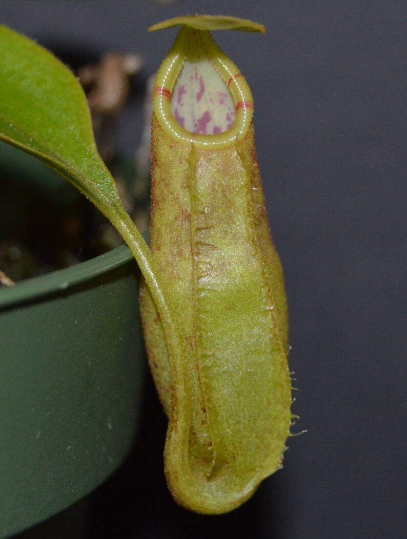 Nepenthes Spathulata x Spectabilis Pitcher Plant BE-3314 image 3