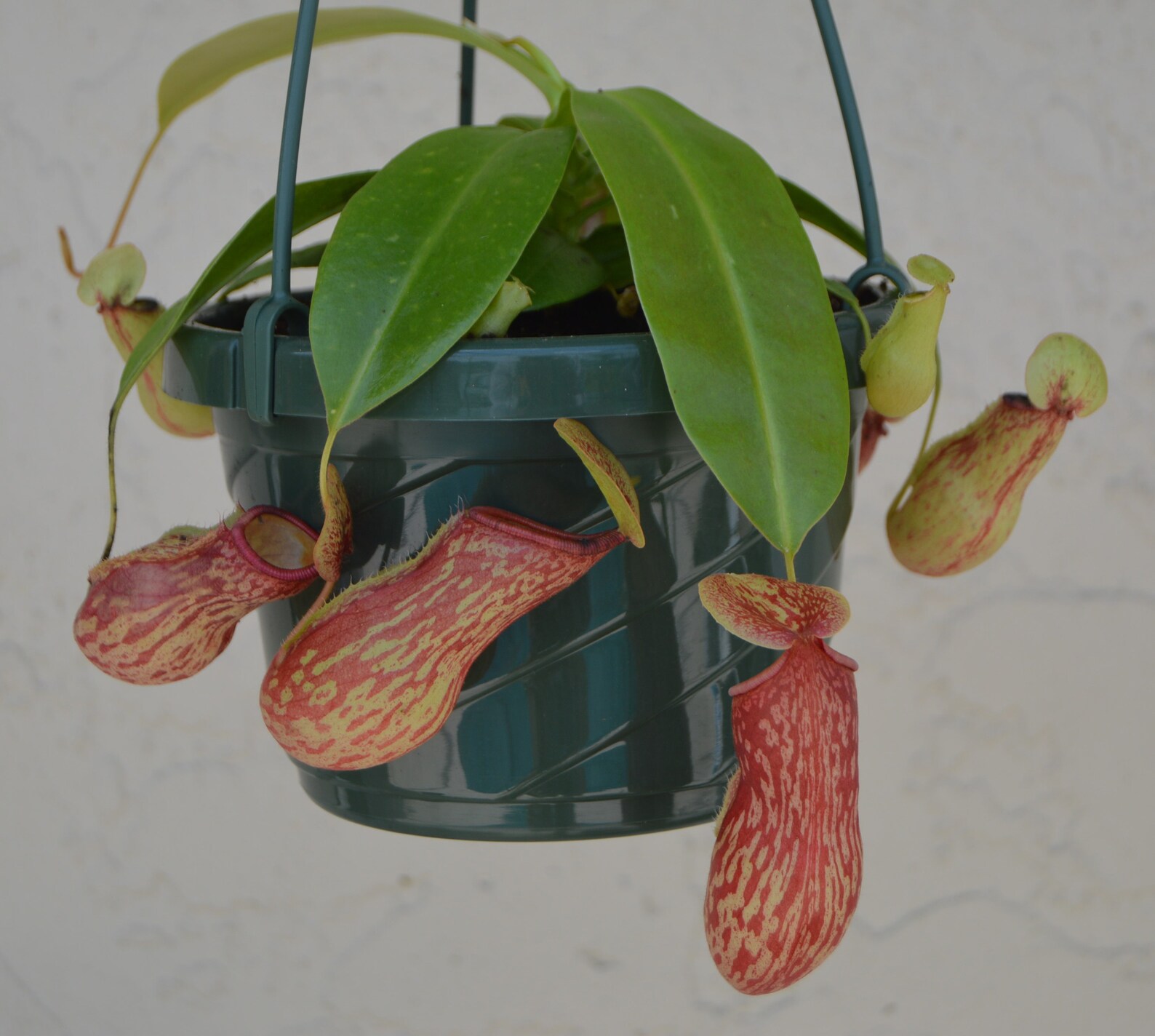 Nepenthes St. Gaya Pitcher Plant Hanging Basket Etsy