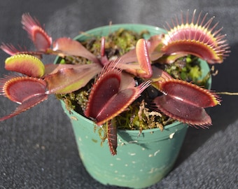 Venus Fly Trap AKAI RYU Red Dragon