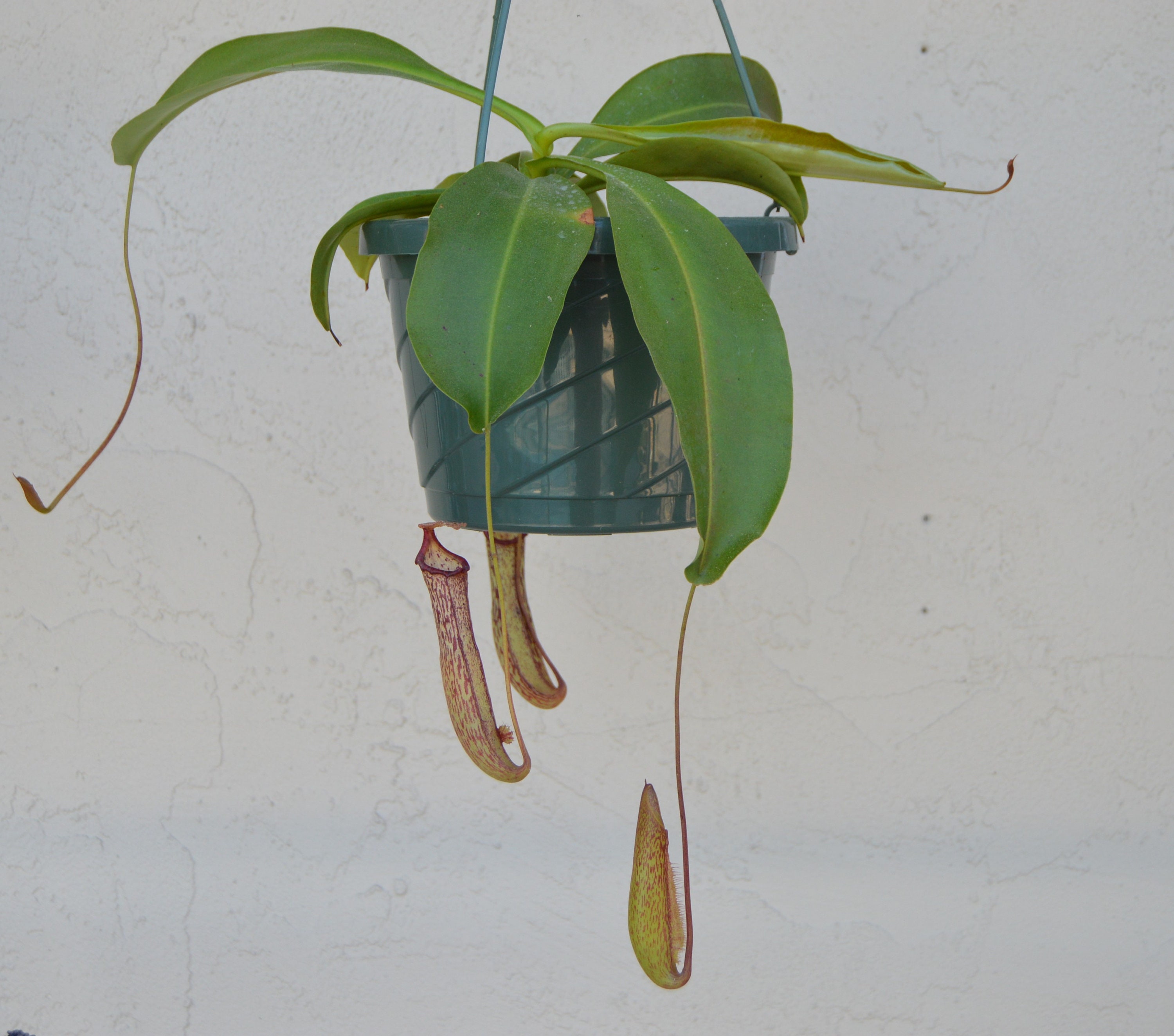 Nepenthes Miranda Pitcher Usine Hanging Basket Grande Etsy