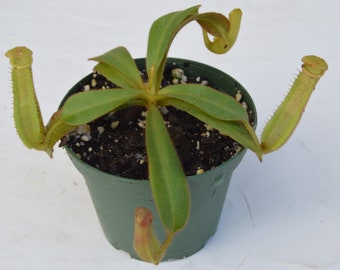 Nepenthes Veitchii (peristoma amarillo)