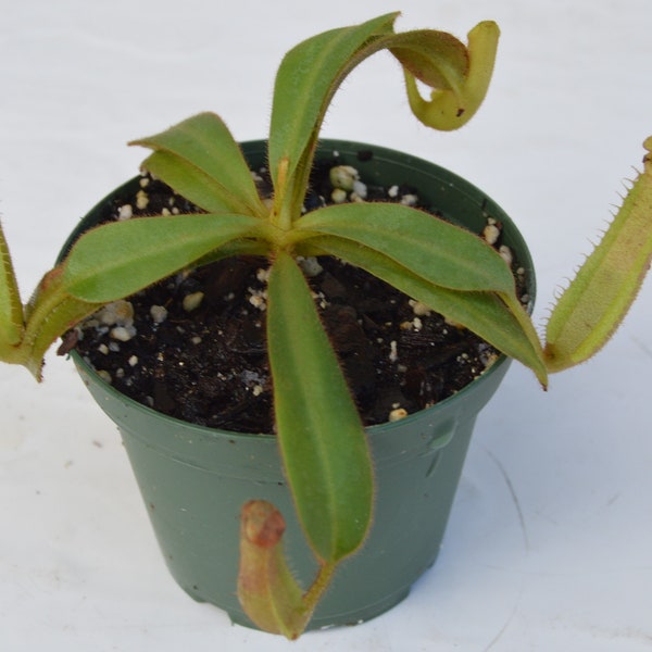 Nepenthes Veitchii ( yellow peristome )