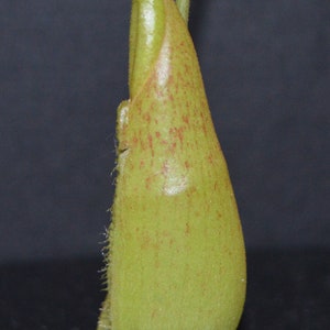 Nepenthes Spathulata x Spectabilis Pitcher Plant BE-3314 image 6