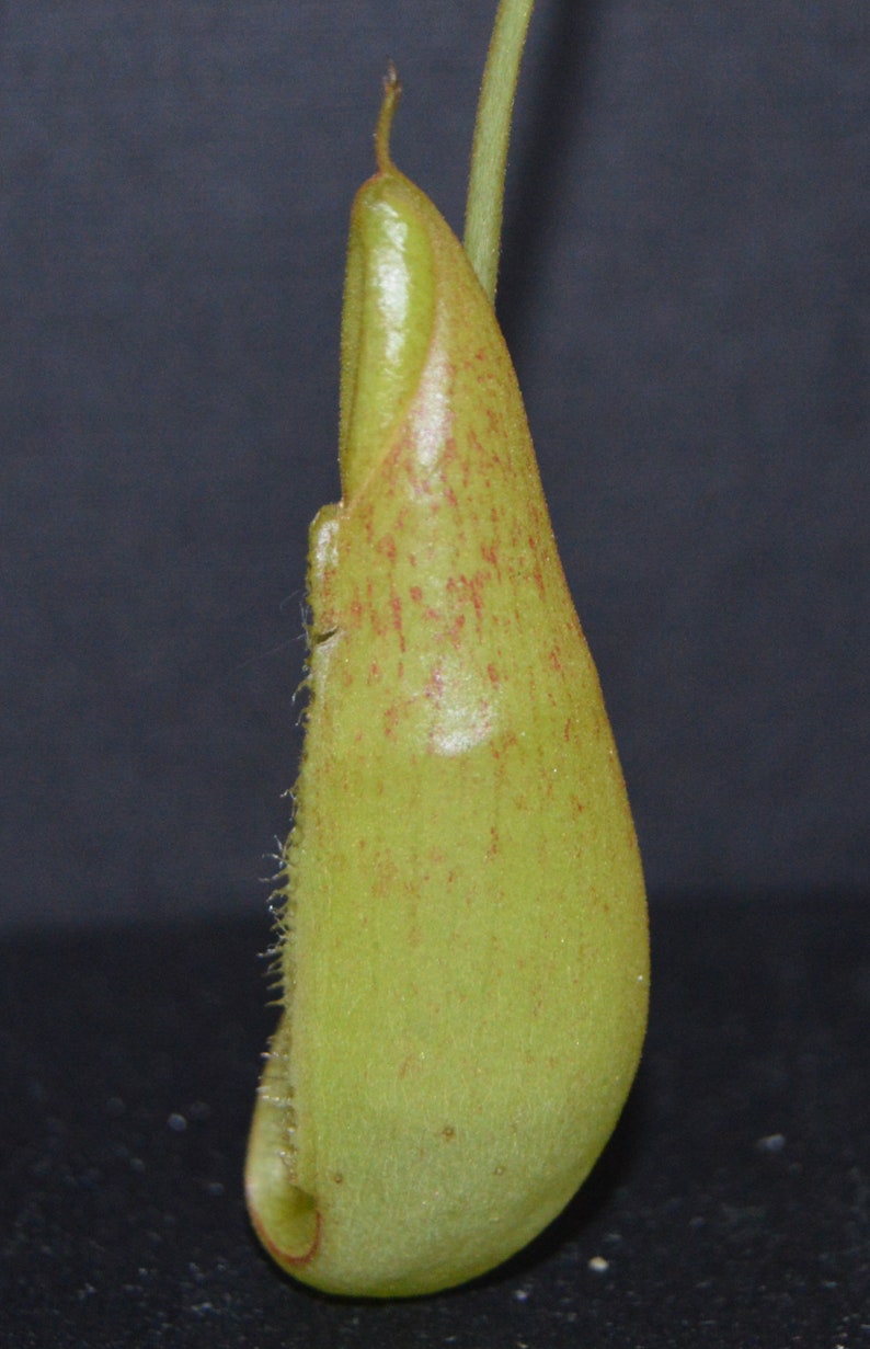 Nepenthes Spathulata x Spectabilis Pitcher Plant BE-3314 image 6