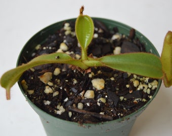 Nepenthes Veitchii ( yellow & brown peristome )