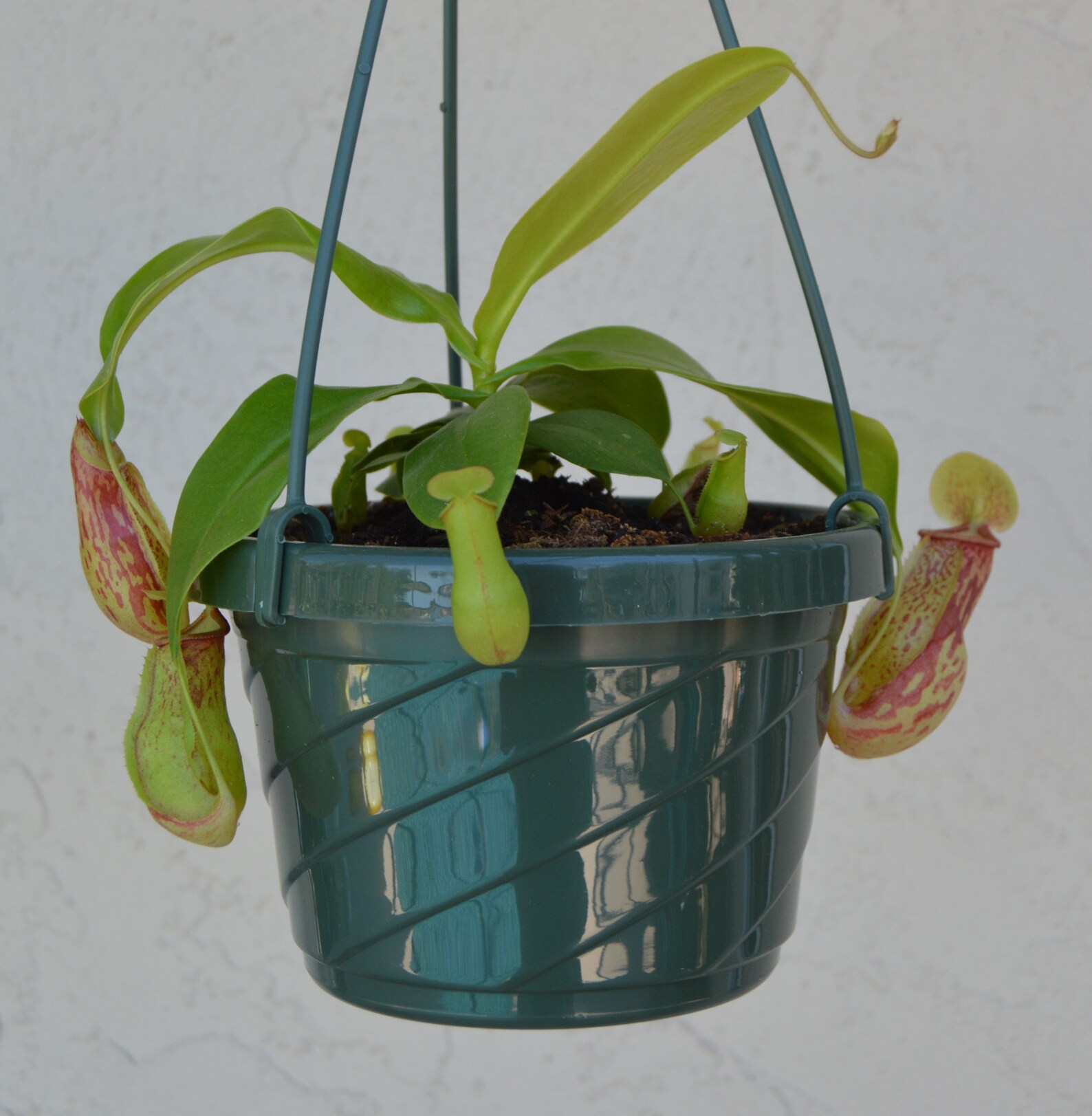 Nepenthes St. Gaya Pitcher Plant Hanging Basket Etsy