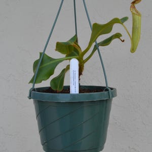 Nepenthes Chaniana X Veitchii