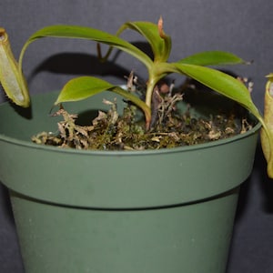 Nepenthes Spathulata x Spectabilis Pitcher Plant BE-3314 image 1